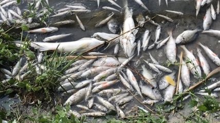 В оккупированном Донецке произошло загрязнение реки Кальмиус: берег усеян мертвой рыбой