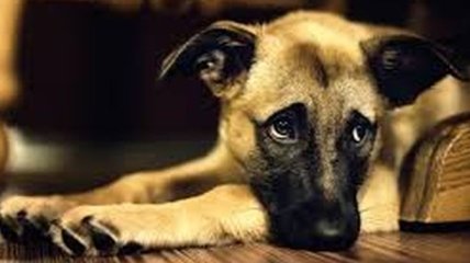 До слез, до боли: всем нужно поучиться великодушию у этого пса (Видео)