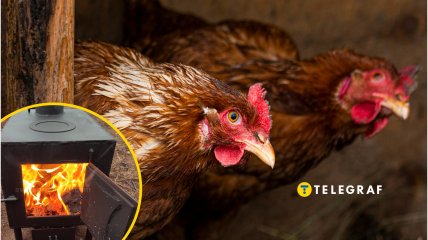 Куры в курятнике