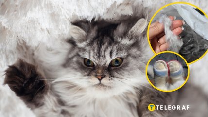 Пушистый котик