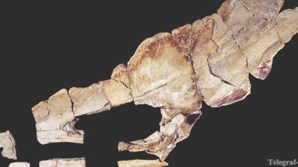 Геологи обнаружили кости летающих ящеров-птерозавров