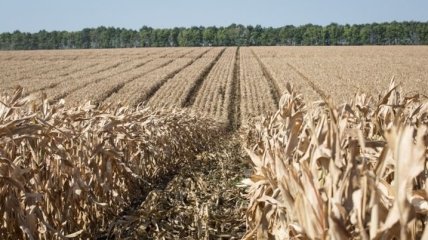 В Украине заявляют о возможности снижения квоты на экспорт кукурузы в ЕС