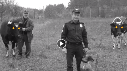 Целая спецоперация: полиция показала фильм о потерявшихся коровах (Видео)