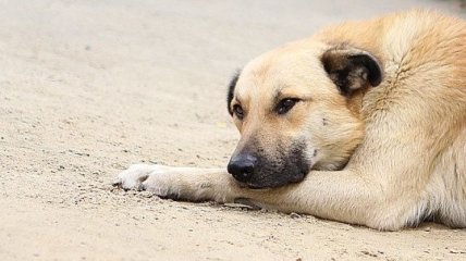В Полтаве женщина умерла от укусов собак