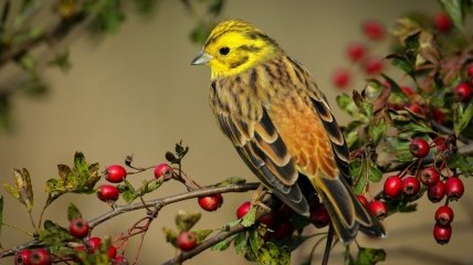 Какой сегодня праздник - Овсянкин день, в четь птички овсянки