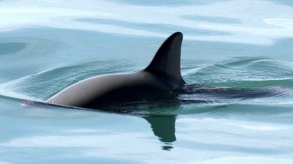 Боевые дельфины ВМФ США спасут вымирающих морских свиней