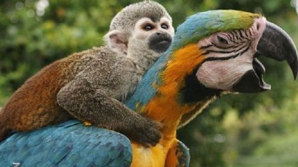 Ум попугаев можно сравнить с интеллектом обезьян