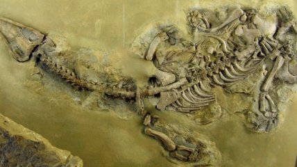 В окаменелых останках древних рептилий нашли кровь и белок  