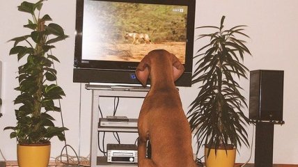 Ученые выяснили почему собаки любят смотреть телевизор 