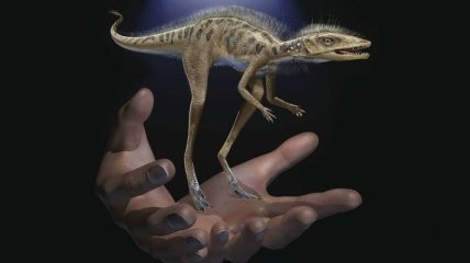 На Мадагаскаре найдены останки миниатюрного предка динозавров и птерозавров