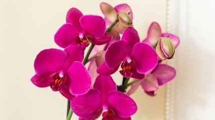 Орхидея – популярный комнатный цветок