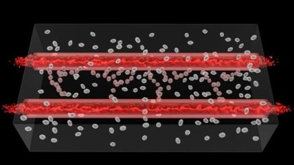 Ученые: 3D- печатные кровеносные сосуды обрастают капиллярами (Видео)