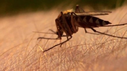 Эффективные народные средства от укусов комаров