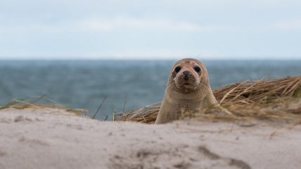 Неизвестный вид тюленей обитал у берегов Австралии около 3 млн. лет назад