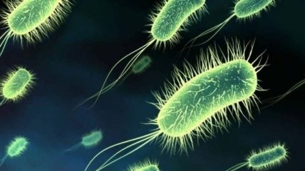 Ученые: бактерии приобрели устойчивость к дезинфекции спиртом 