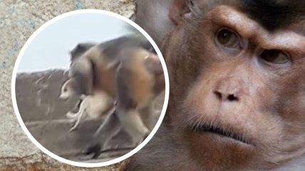 В Индии обезьяны массово убивают собак