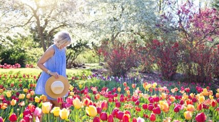 Тюльпаны - главные цветы весны