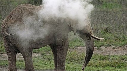 Необычное явление: слониха выдыхает дым (Видео) 