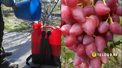 Первая весенняя обработка сада и виноградника