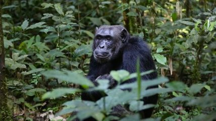 В движениях губ шимпанзе обнаружилась ритмика человеческой речи