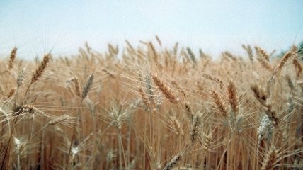 Украина рискует потерять половину урожая зерновых