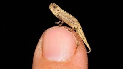 Хамелеон размером с семечко: найдена самая маленькая рептилия в мире (фото)