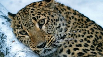 В России редкий дальневосточный леопард погиб под колесами машины
