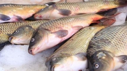 Україна збільшила експорт рибного філе на 35%