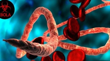 Ученые предупреждают о возможном возникновении нового опасного эболавируса