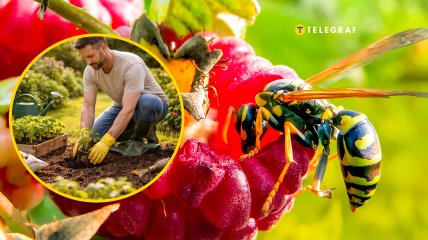 Это насекомое чаще всего можно встретить там, где есть сладкие запахи