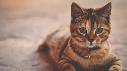 Ученые подтвердили, что пищевая добавка сделает любых кошек гипоаллергенными