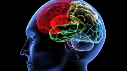 Ученые: Мозг самостоятельно отсеивает ненужную информацию