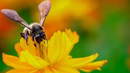 Такого вы не видели: пчела здоровается с человеком (Видео)