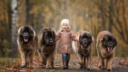 Гігантські породи собак