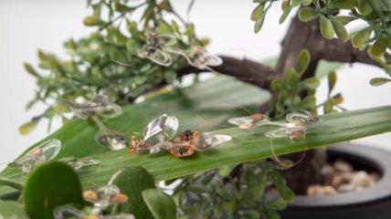 Эпическое поражение: робомуха успешно прошла тест мухобойкой (Видео)