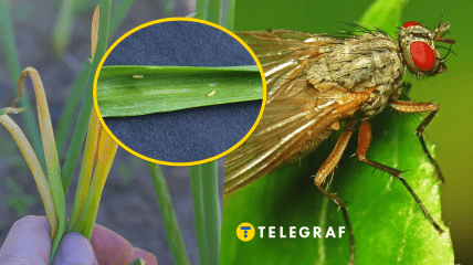 Період з кінця квітня та до травня може бути найнебезпечнішим для врожаю