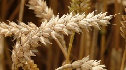 Заборона поширюється на чотири види зернової продукції