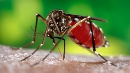В Швеции будет создан новый каталог обитающих в стране комаров