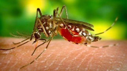 Женщина умерла после укуса комара