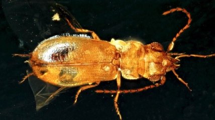 Ученые нашли жука-опылителя, который сохранился благодаря янтарю