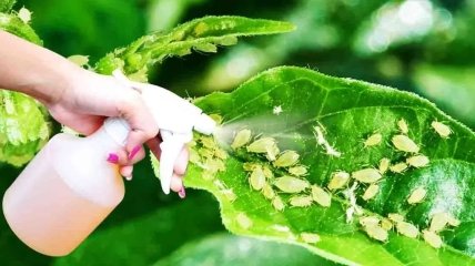 Три природных пестицидов для уничтожения тли