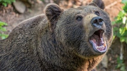 В России мужчина занялся сексом со скульптурой медведя (видео)