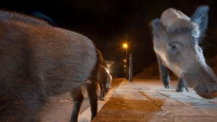 Ученые: Млекопитающие переходят к ночному образу жизни, чтобы избежать контакта с человеком