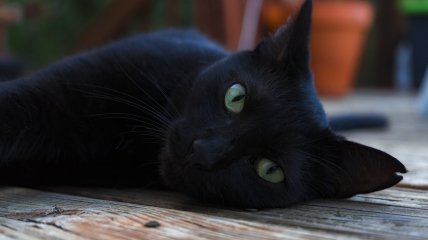 Не стоит бояться черных котиков