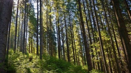 Список наследия ЮНЕСКО могут расширить за счет лесов Карпат