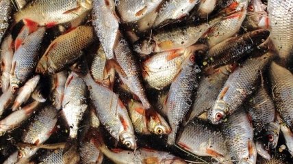 В Киевской области изъяли почти 9 тонн некачественной рыбы