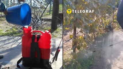 Биозащита сада и виноградника осенью — что надо сделать, когда и как