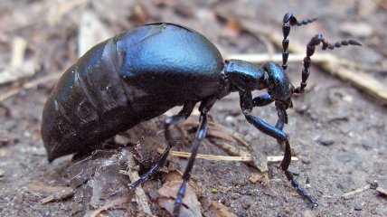 Ядовитый жук майка