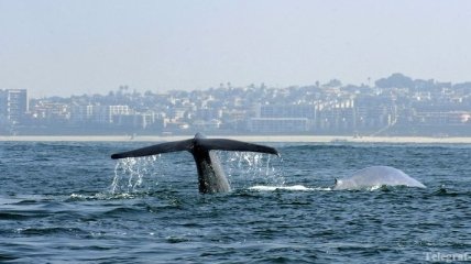 Австралийские ученые будут изучать пение голубых китов