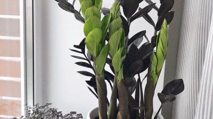 Замиокулькас - один из популярных декоративных растений в доме